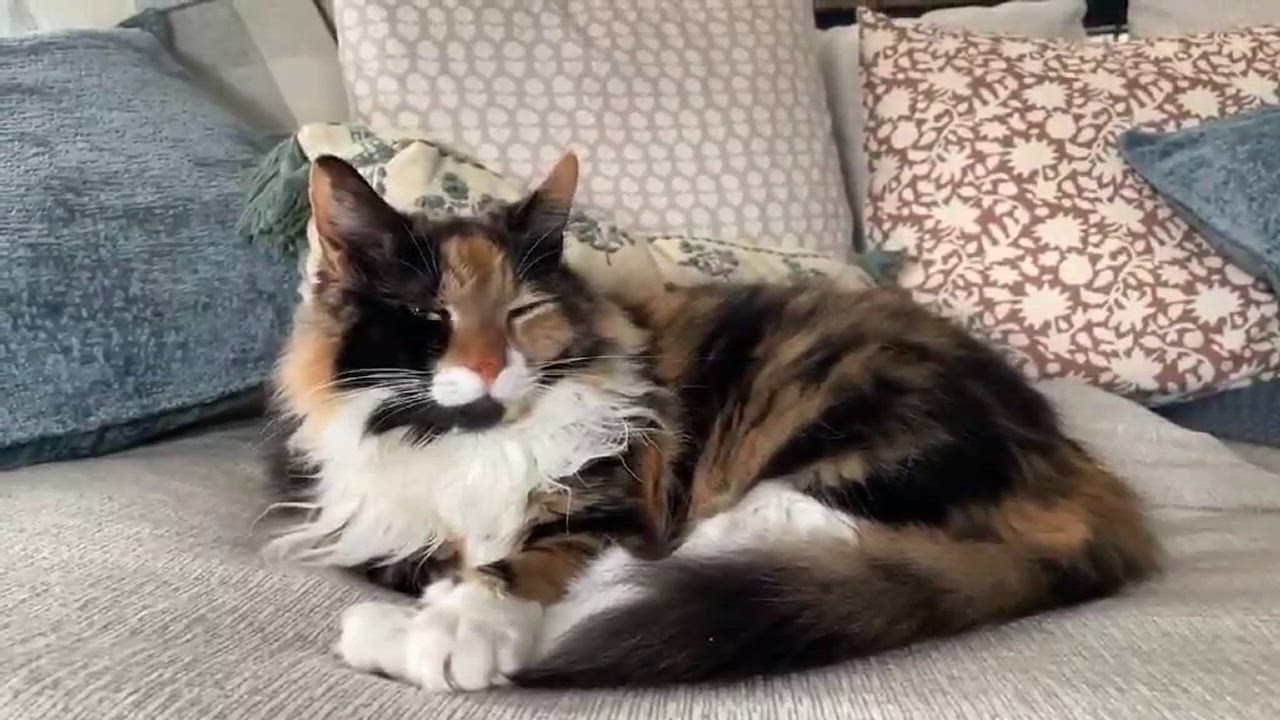 Enlarge Maude, an adopted Calico in Warminster, PA video 6/6