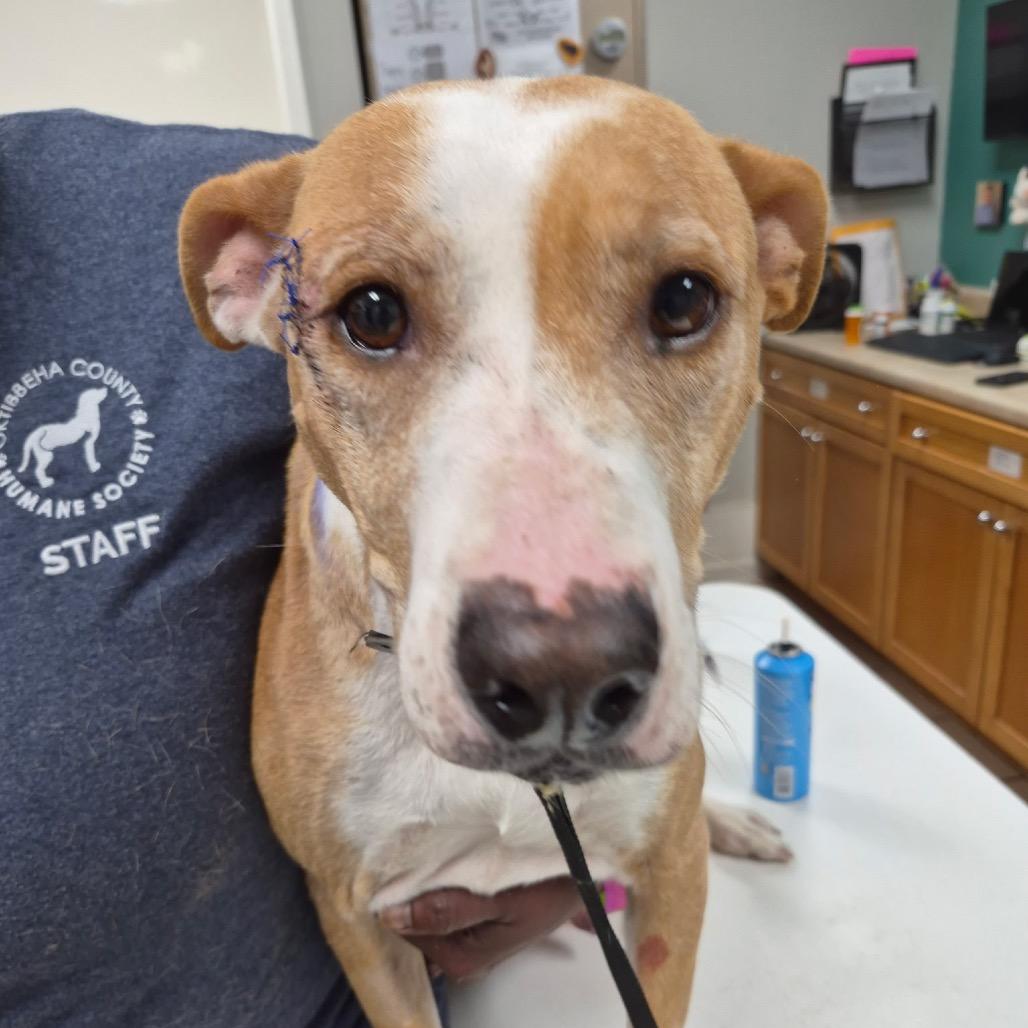 Bre, Adoptable, Adult Female Labrador Retriever & Mixed Breed.