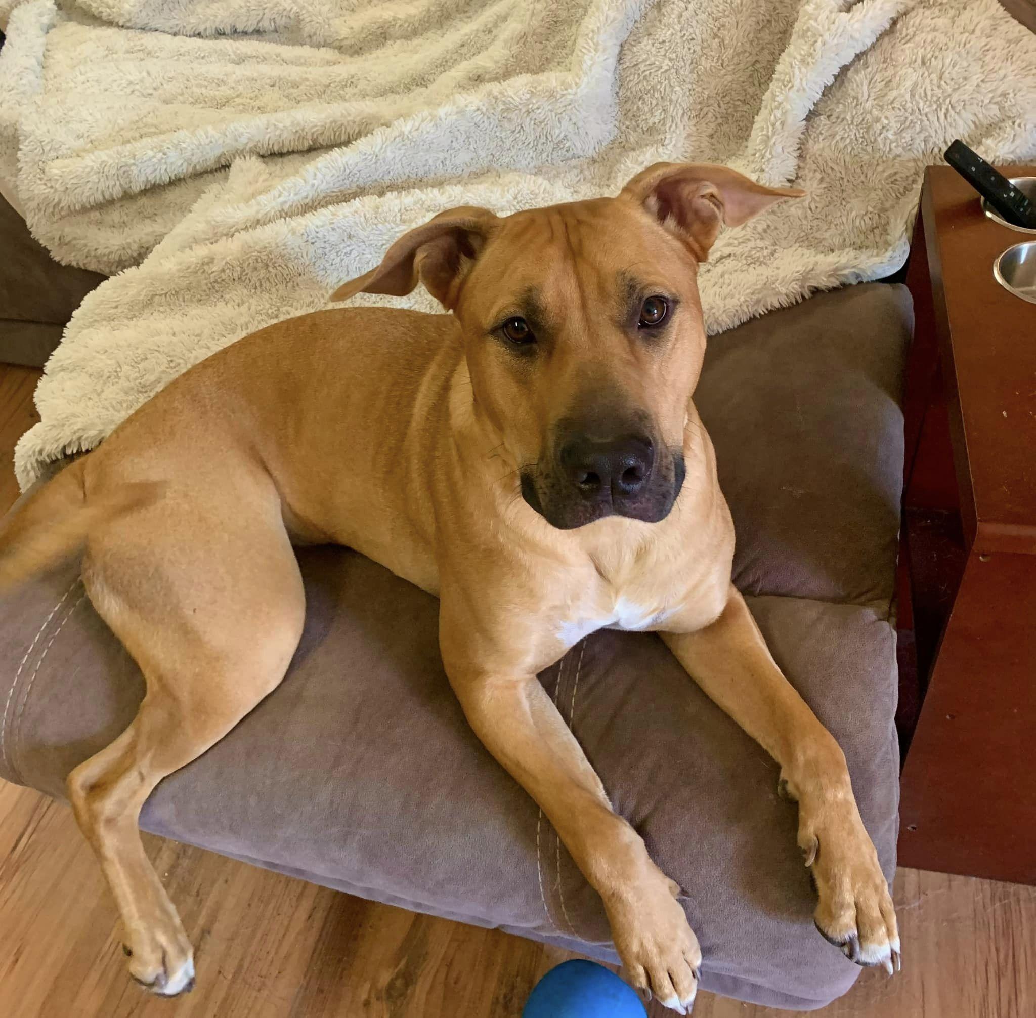 Bart, Adoptable, Adult Male Black Mouth Cur.