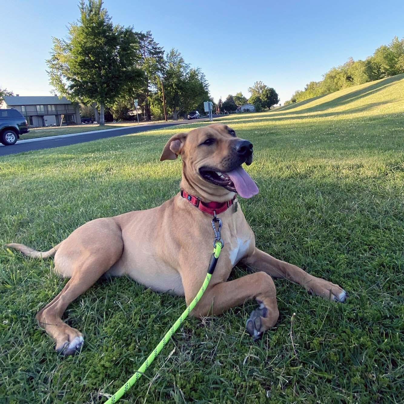 Enlarge Bart, a Adoptable Black Mouth Cur in West Richland, WA image 2/6