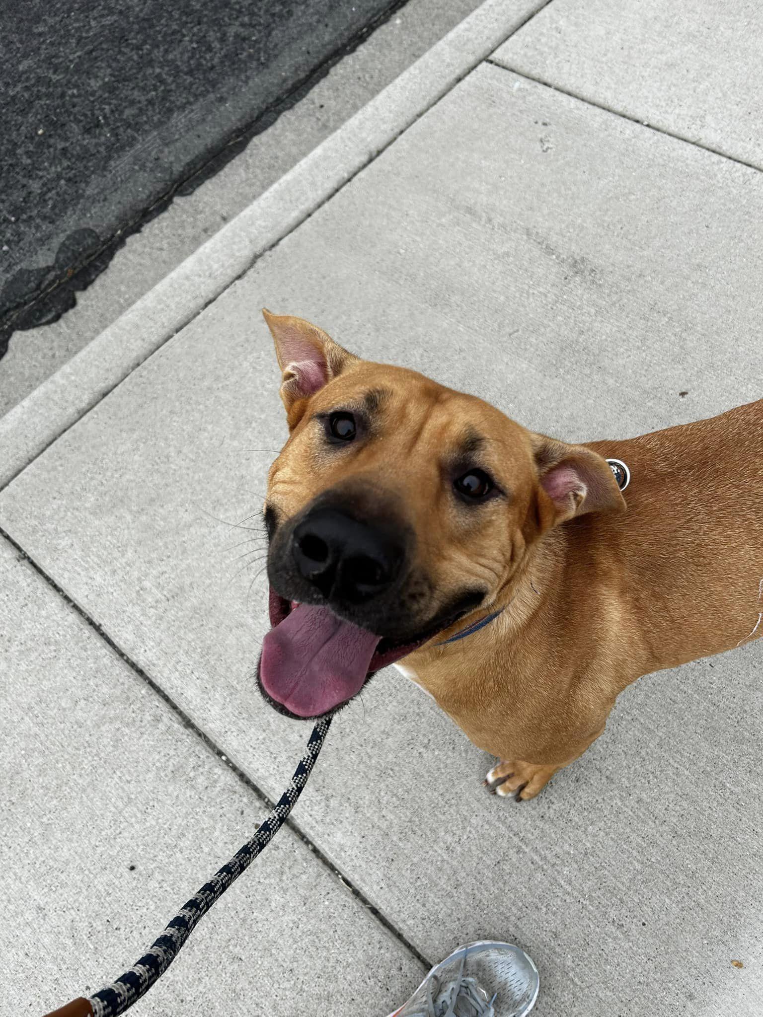 Enlarge Bart, a Adoptable Black Mouth Cur in West Richland, WA image 3/6