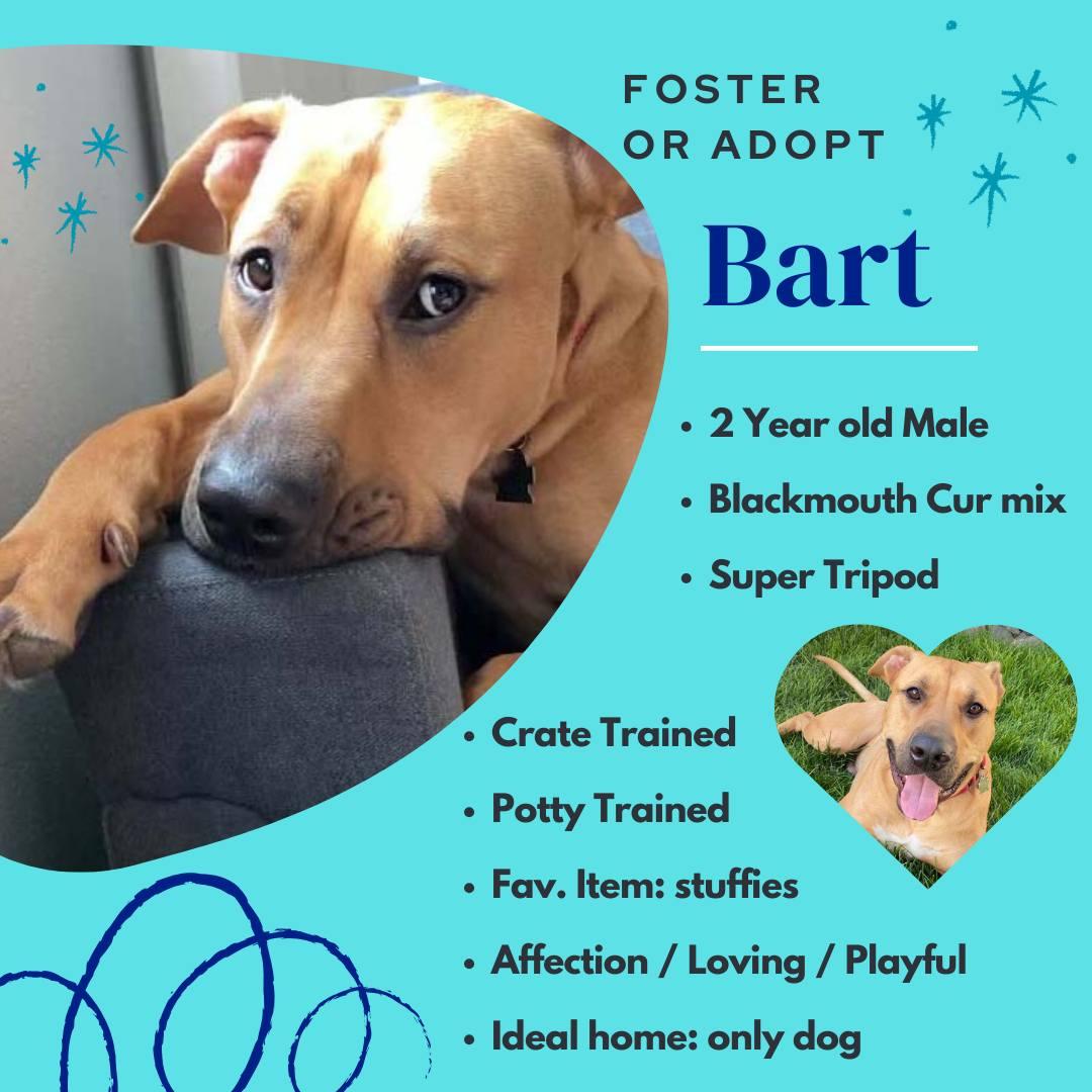 Enlarge Bart, a Adoptable Black Mouth Cur in West Richland, WA image 4/6