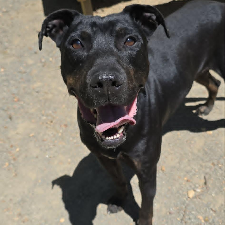 Charlie, an adoptable mixed breed in Orange, VA image 3/6