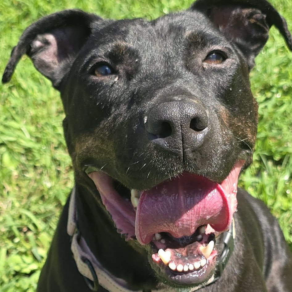 Charlie, an adoptable mixed breed in Orange, VA image 2/6