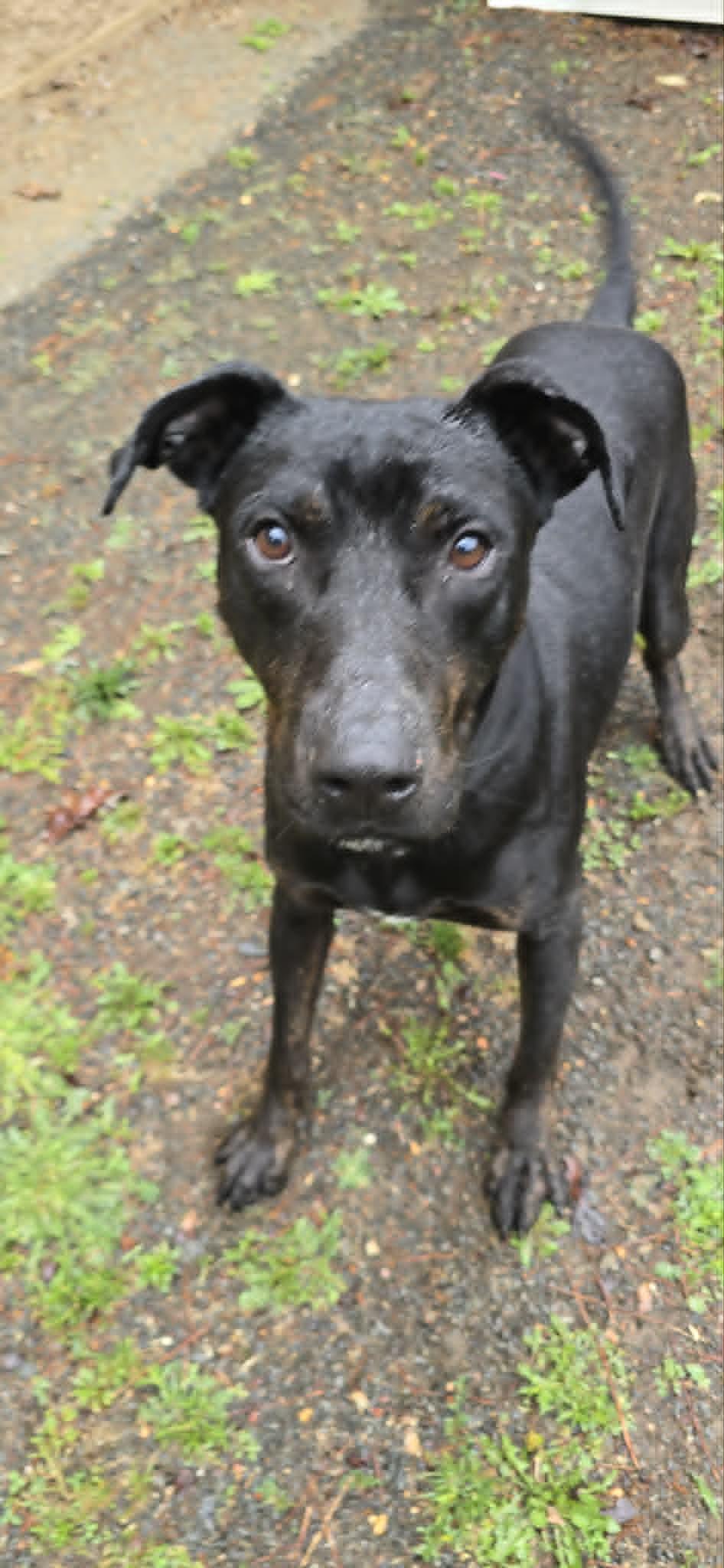 Charlie, an adoptable mixed breed in Orange, VA image 5/6