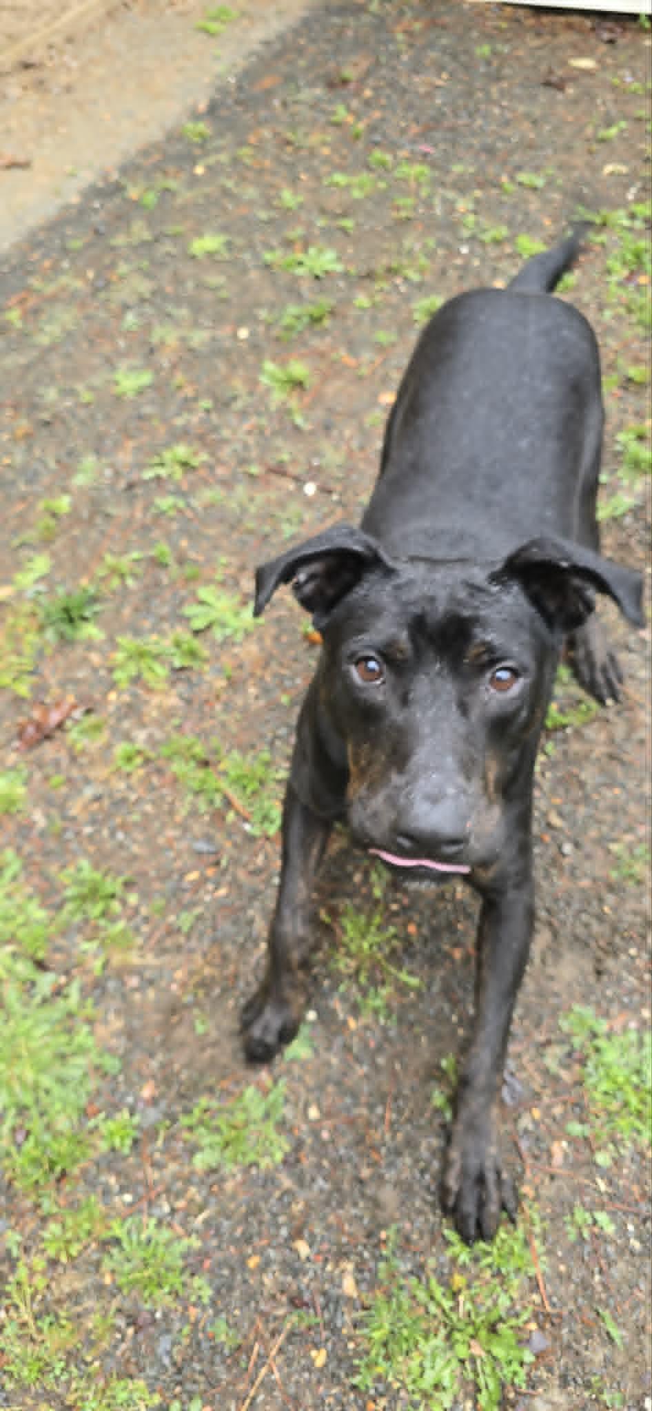 Charlie, an adoptable mixed breed in Orange, VA image 4/6