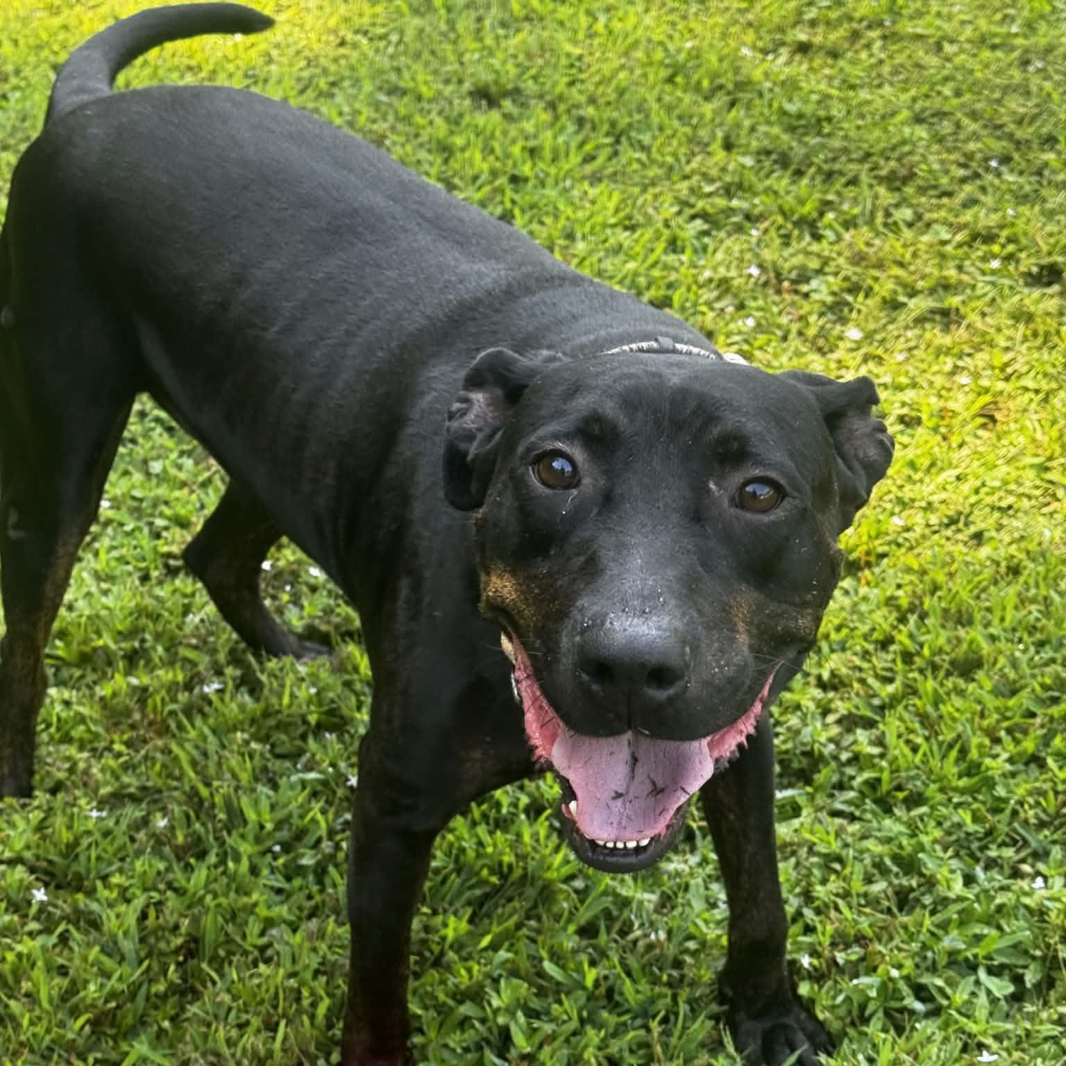 Enlarge Charlie, an adoptable mixed breed in Orange, VA image 2/5