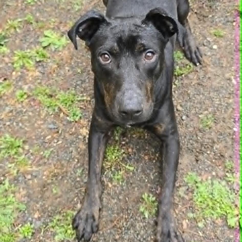 Charlie, an adoptable mixed breed in Orange, VA image 1/6