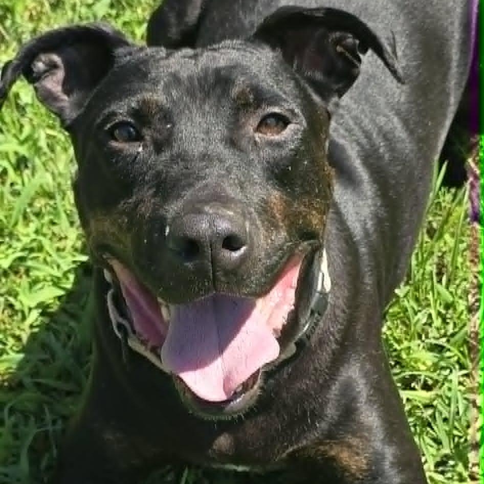 Charlie, an adoptable mixed breed in Orange, VA image 1/6