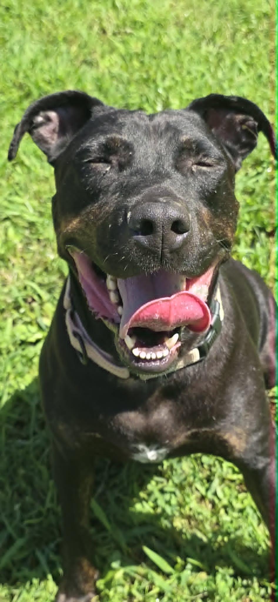 Charlie, an adoptable mixed breed in Orange, VA image 5/6