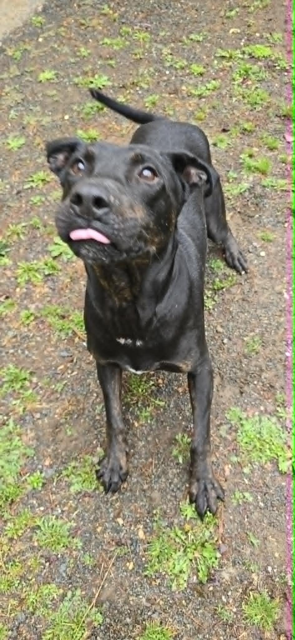 Charlie, an adoptable mixed breed in Orange, VA image 6/6