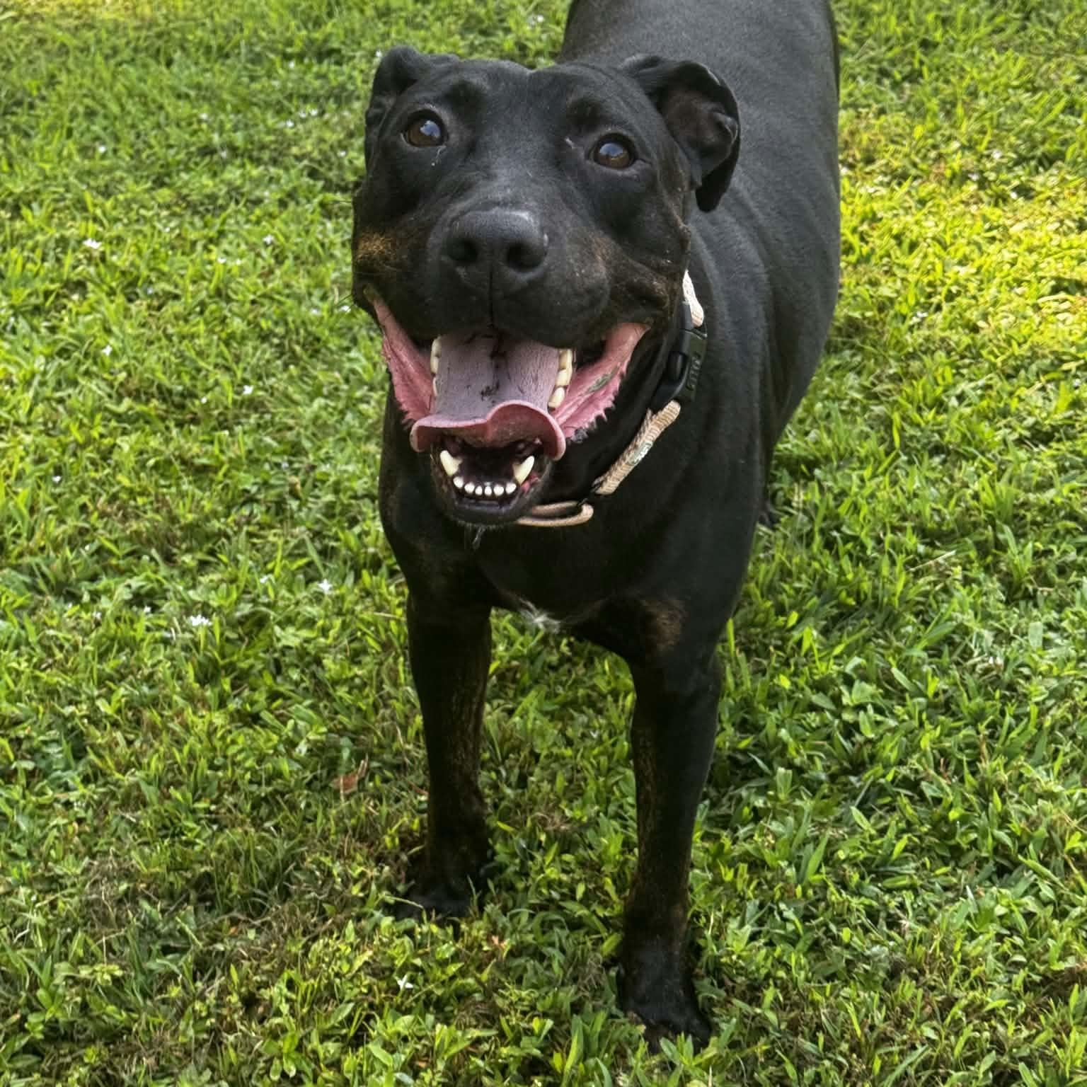 Charlie, adoptable, Adult Male Labrador Retriever.