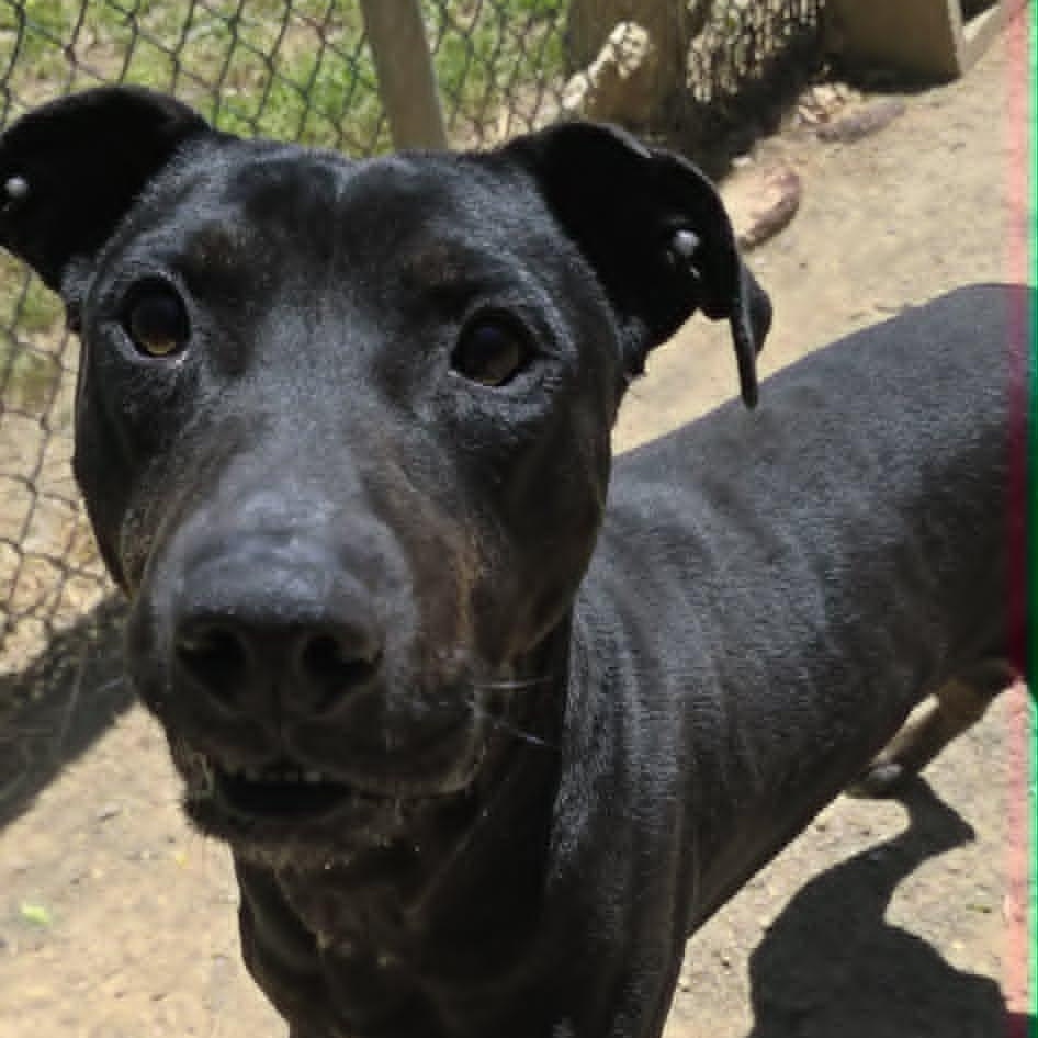 Charlie, an adoptable mixed breed in Orange, VA image 2/6