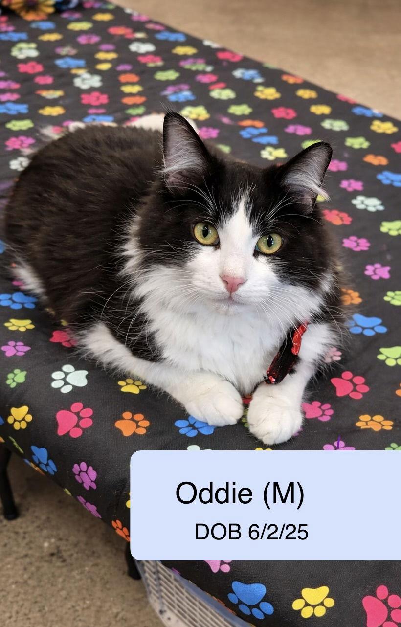 Odie, Adoptable, Young Male Domestic Medium Hair.