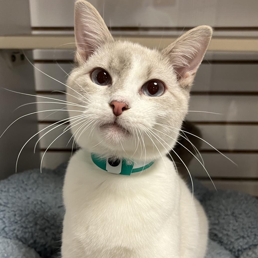 Enlarge Winnie, a Adoptable Siamese in Pawling, NY image 2/6