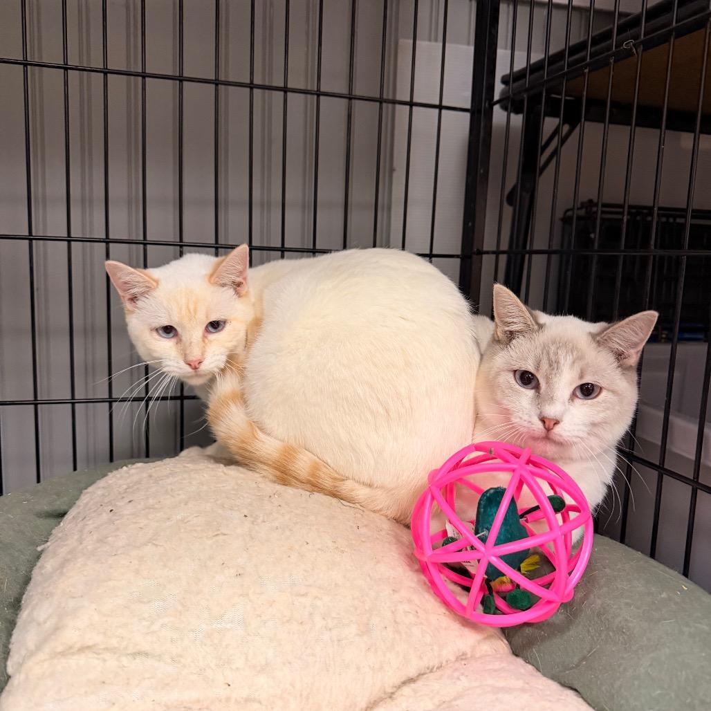 Enlarge Winnie, a Adoptable Siamese in Pawling, NY image 2/4