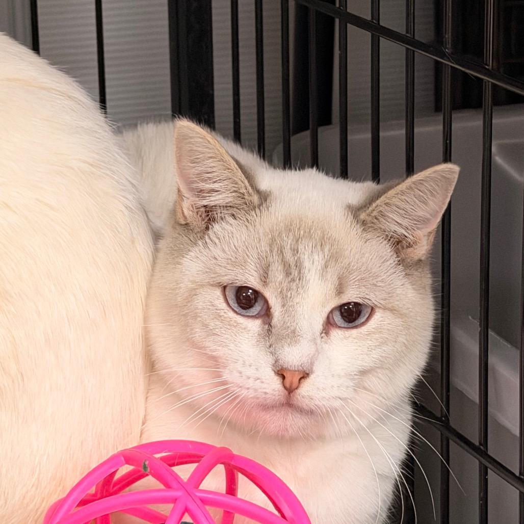Enlarge Winnie, a Adoptable Siamese in Pawling, NY image 3/4