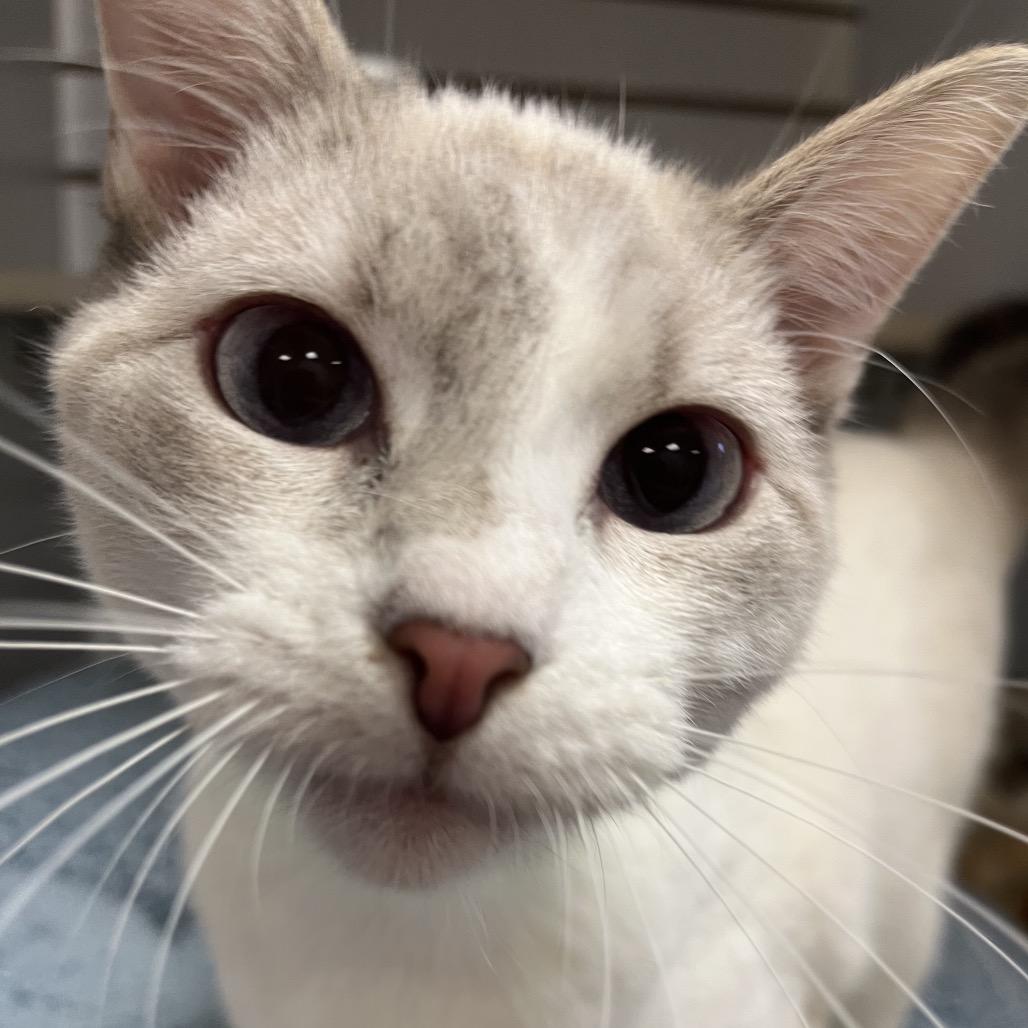 Enlarge Winnie, a Adoptable Siamese in Pawling, NY image 5/6