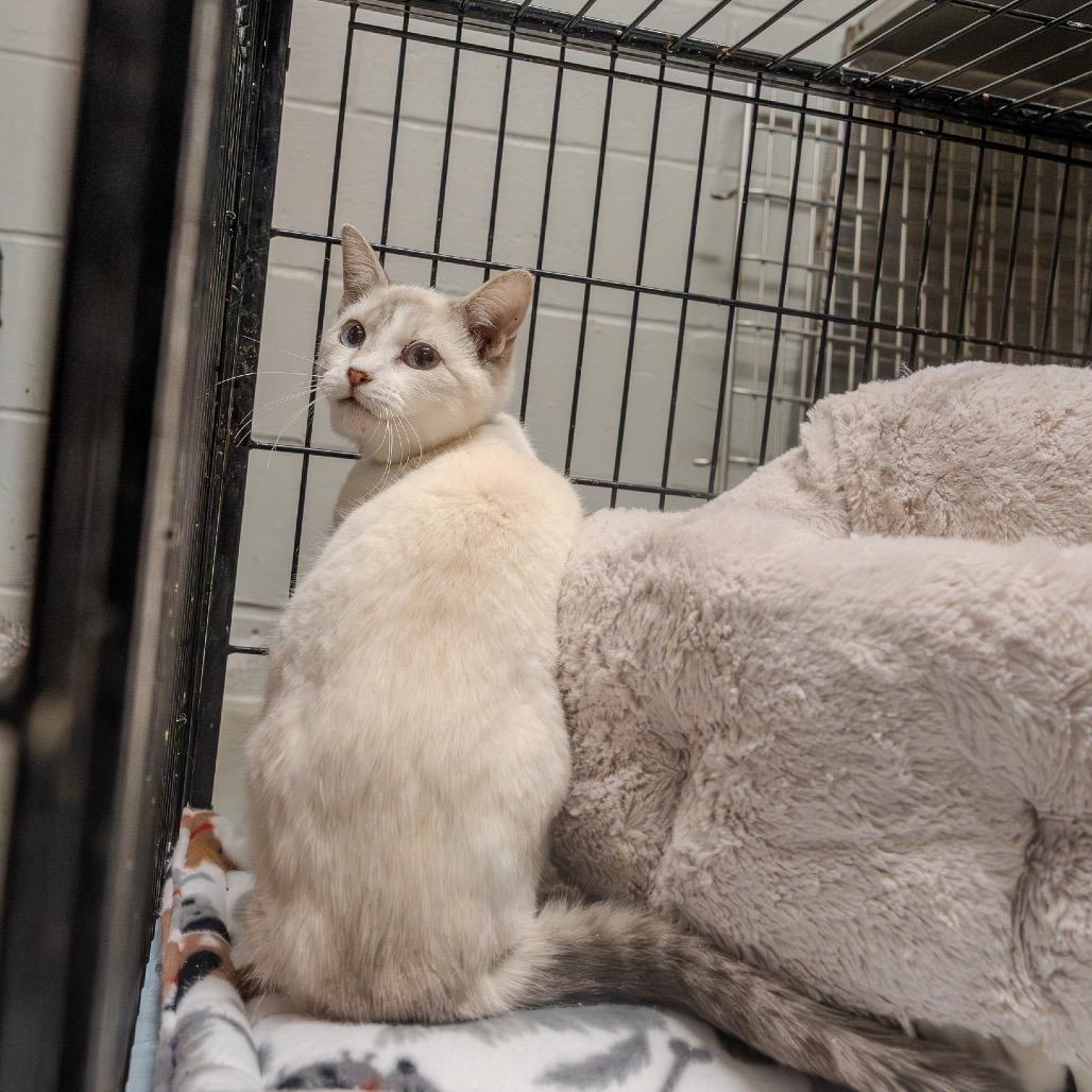 Enlarge Winnie, a Adoptable Siamese in Pawling, NY image 4/4