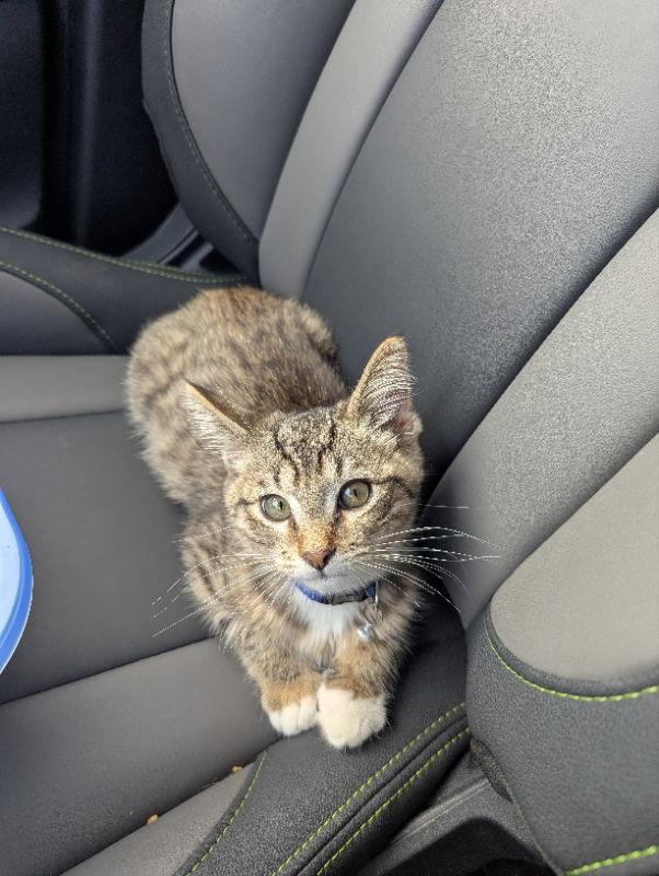 Max, Adoptable, Young Male Domestic Short Hair & Tiger.