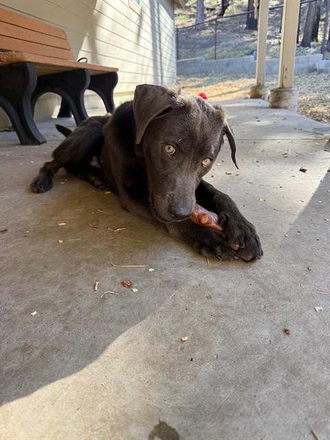 GOOSE, Adoptable, Young Male Labrador Retriever.