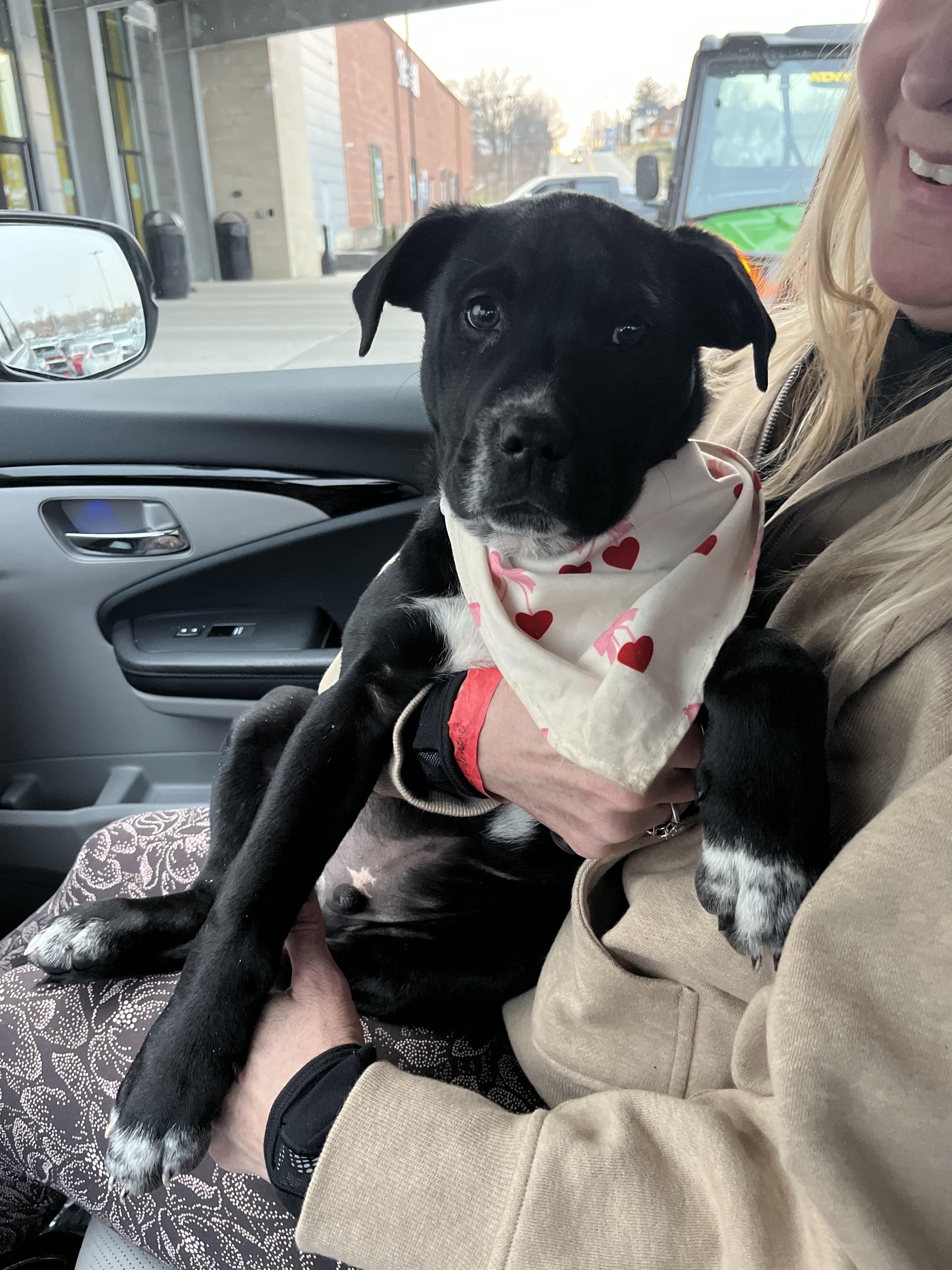 Enlarge Jack, a Adoptable Mixed Breed in Miamitown, OH image 3/3