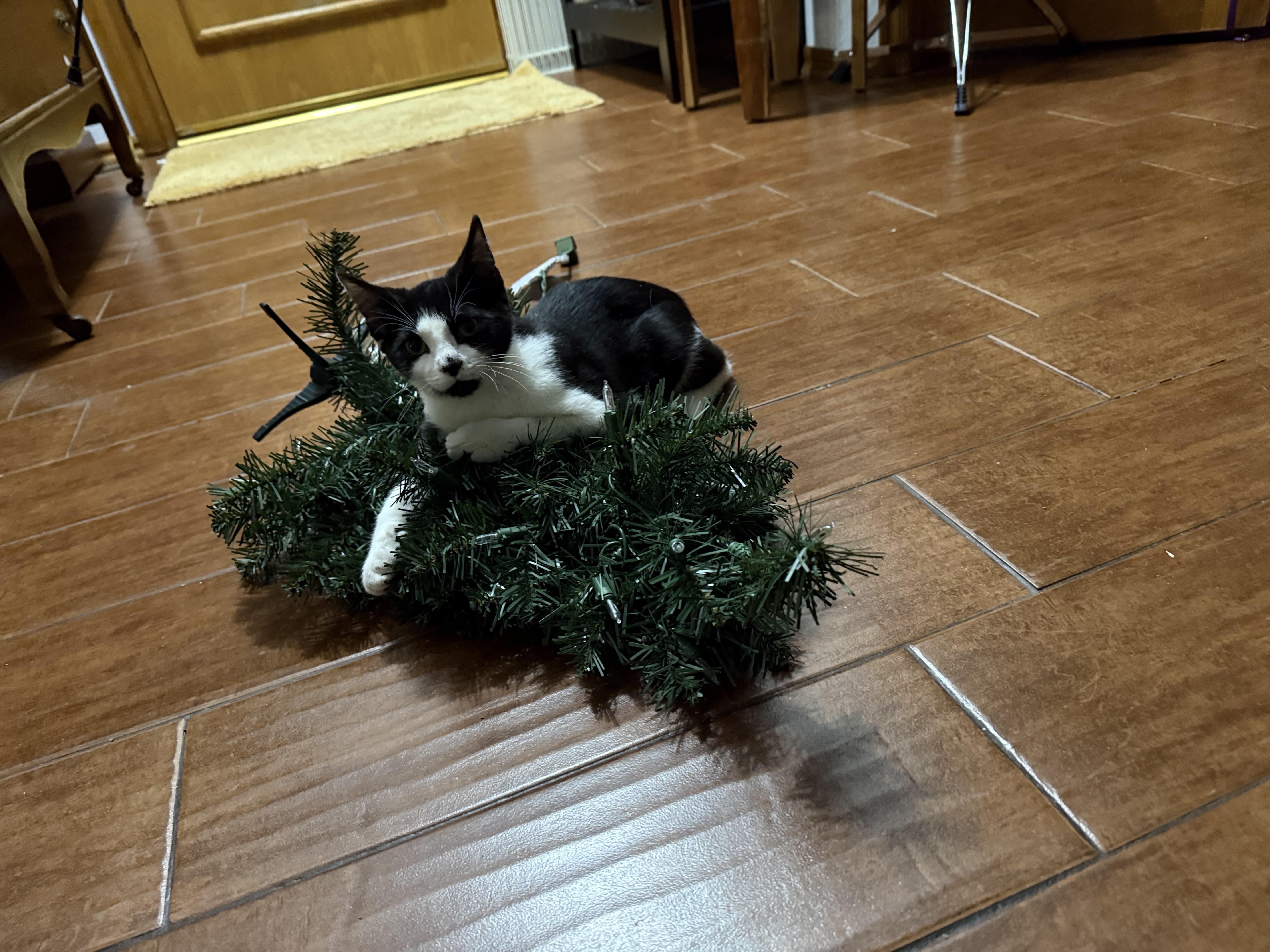 Enlarge Donatello, an adoptable Domestic Short Hair in Choctaw, OK image 3/3