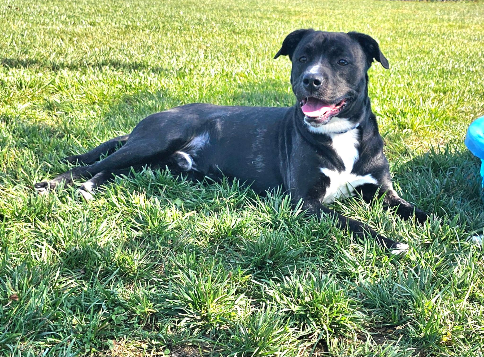 Bongo, Adoptable, Adult Male Terrier.