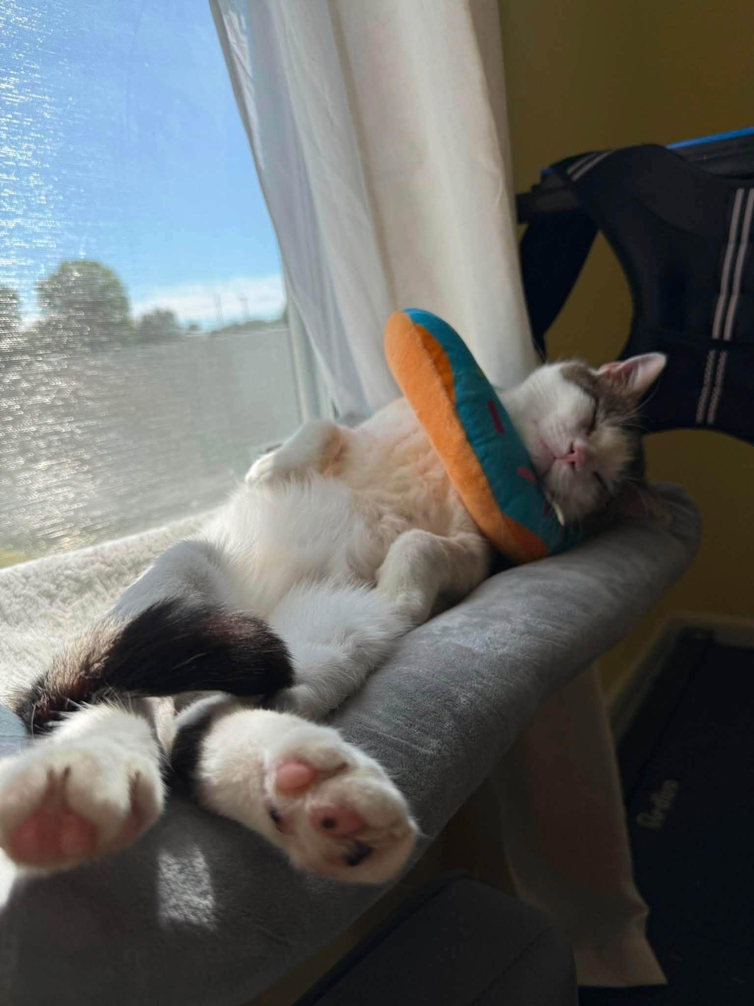 Charley, Adoptable, Adult Male Domestic Short Hair.