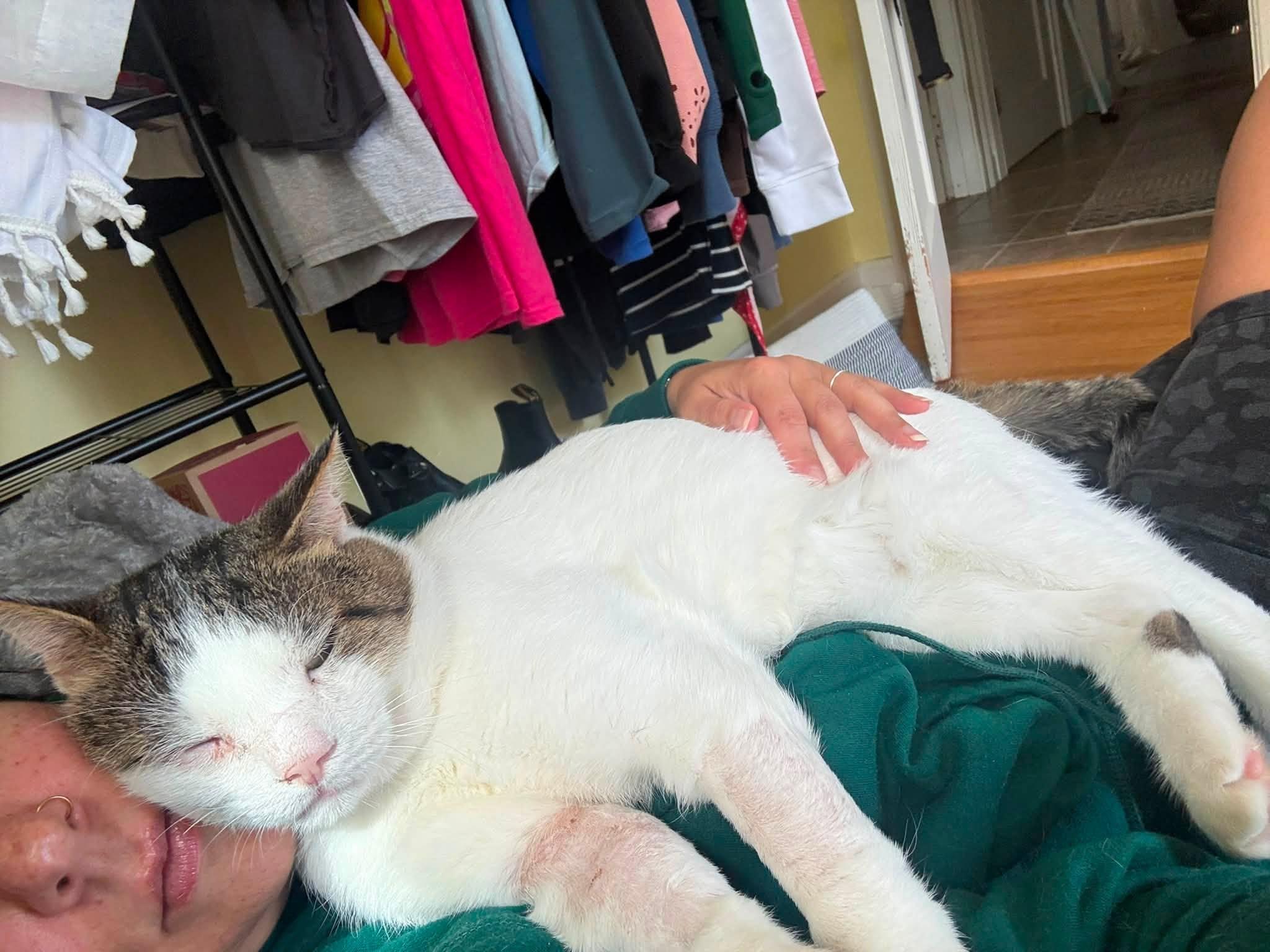 Enlarge Charley, a Adoptable Domestic Short Hair in Enfield, CT image 3/6