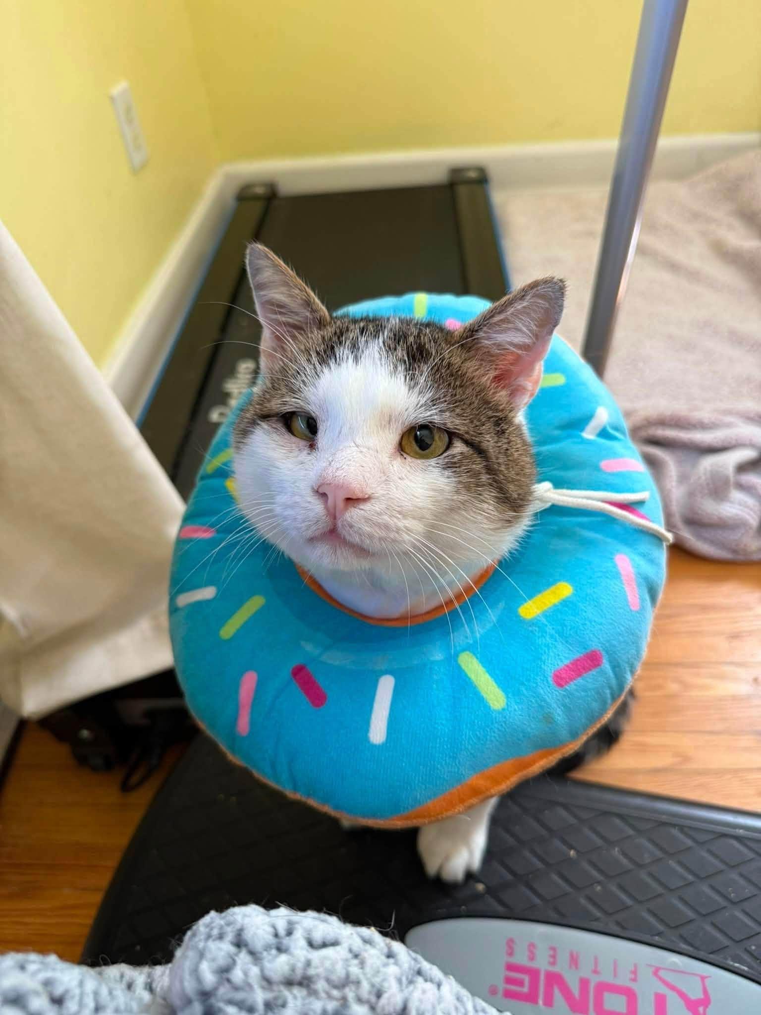 Enlarge Charley, a Adoptable Domestic Short Hair in Enfield, CT image 5/6