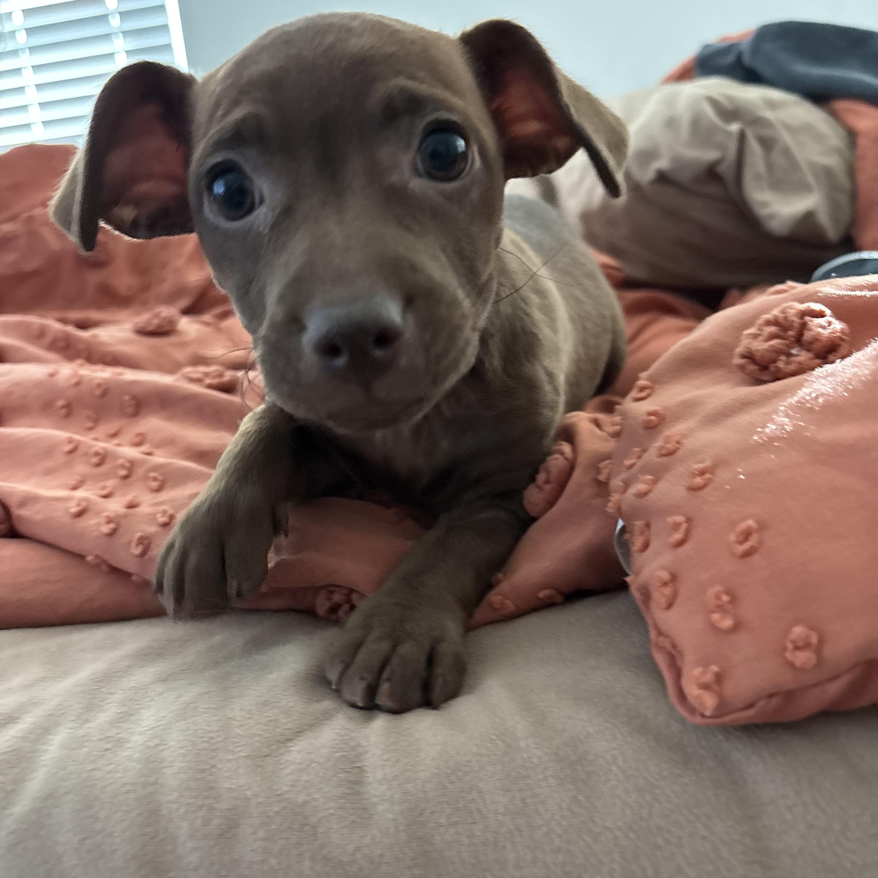 Enlarge Maple, a ADOPTABLE mixed breed in citrus heights, CA image 3/3