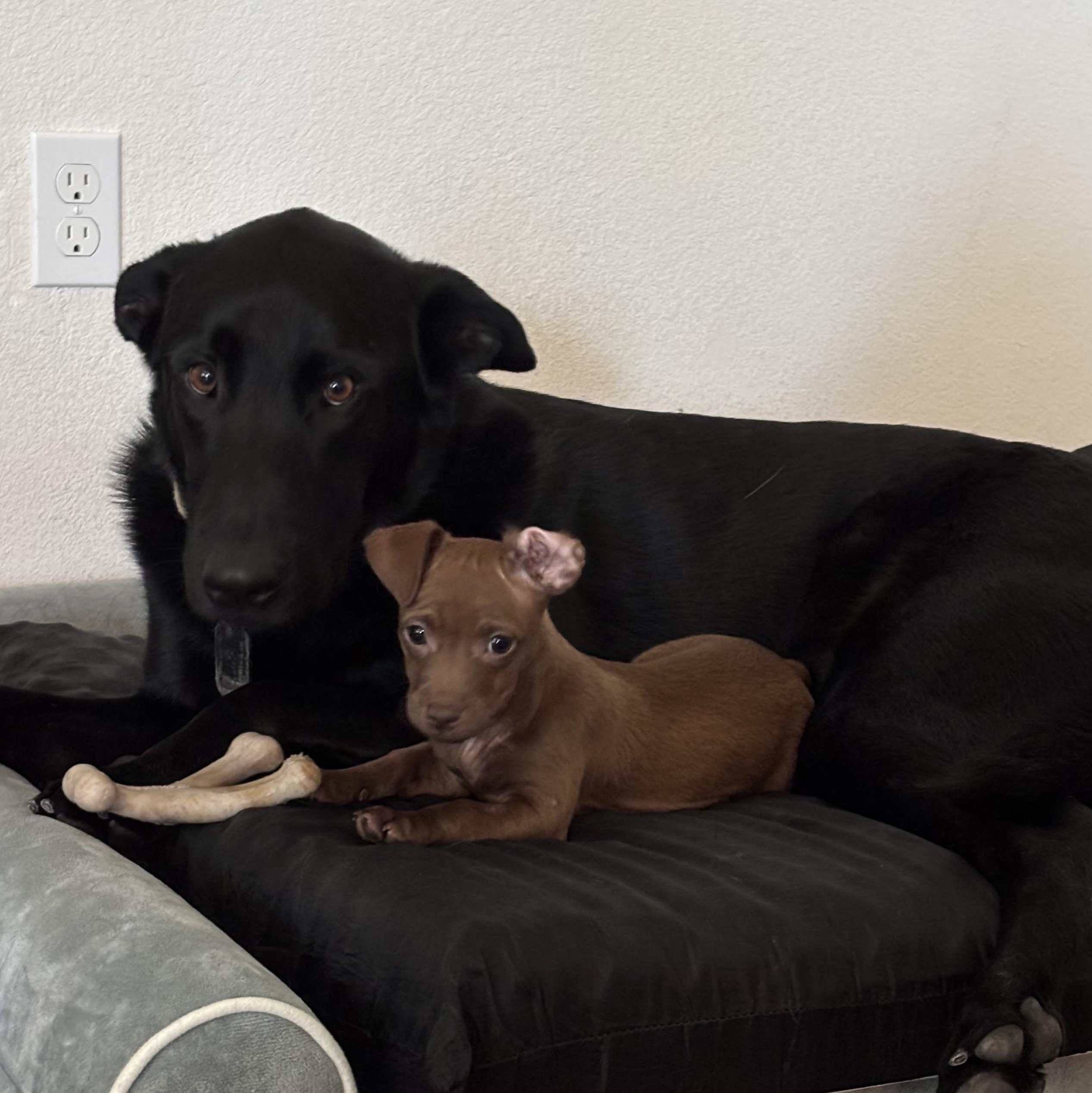 Enlarge Maple, a ADOPTABLE mixed breed in citrus heights, CA image 1/3