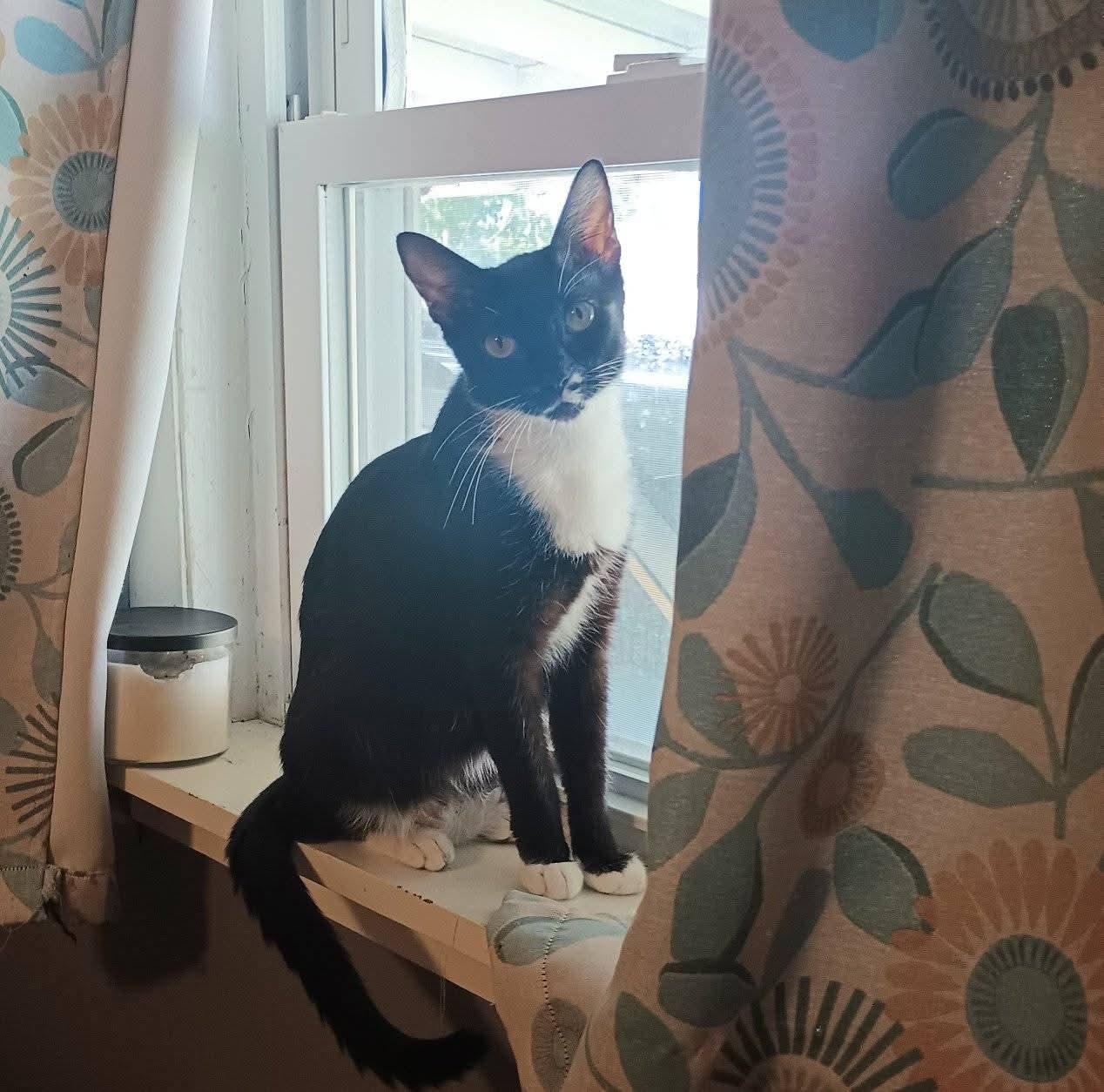 Lucy, Adoptable, Adult Female Tuxedo.