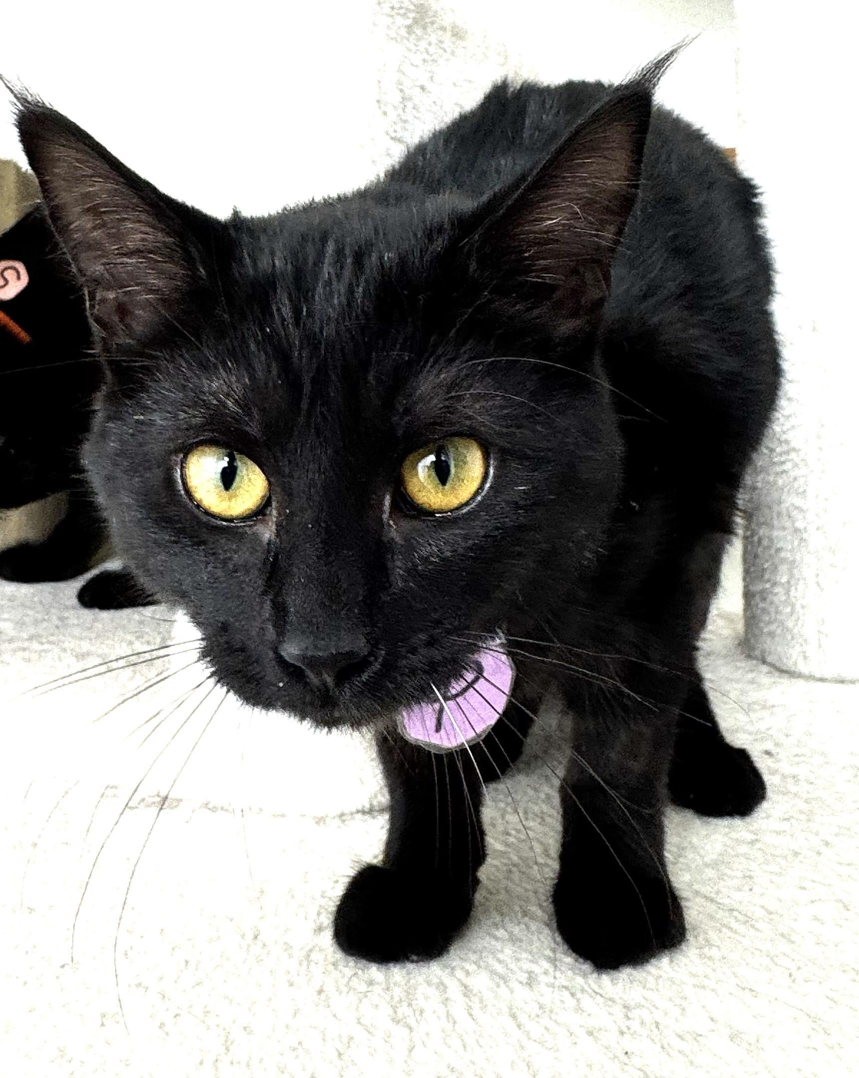 Poppy, smart, playful, affectionate & athletic kitten., ADOPTABLE, Kitten Female Tabby & Bombay.