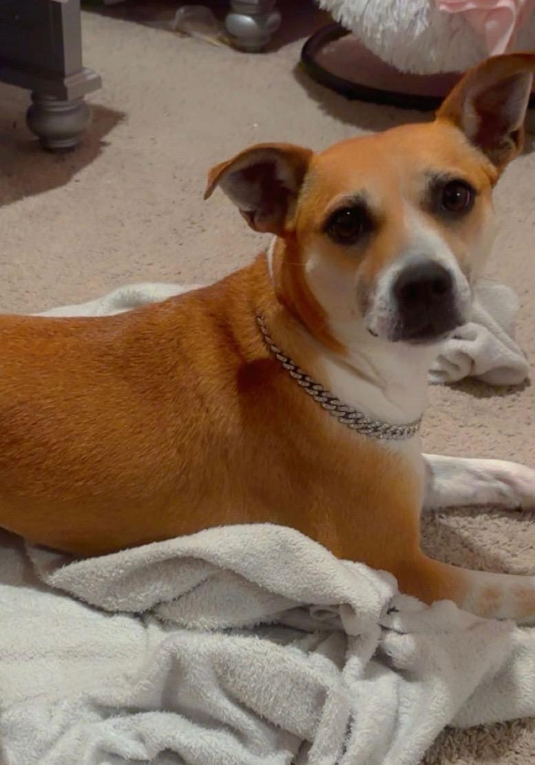 Daisy May, Adoptable, Adult Female Beagle.