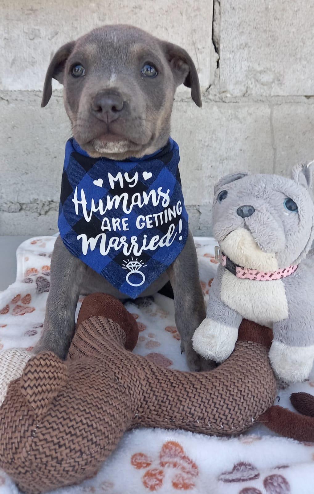 Enlarge Puppy Wesley, a Adoptable Mixed Breed in San Diego, CA image 1/1