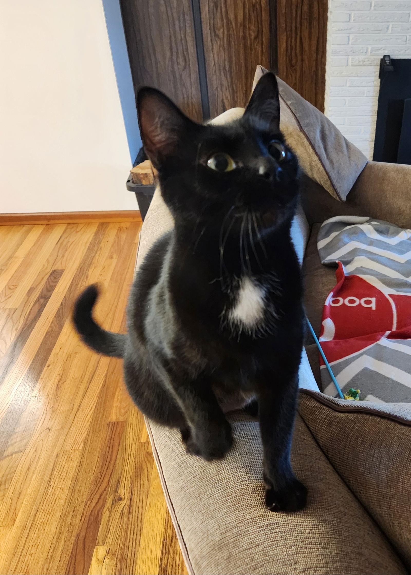 KATERINA -, Adopted, Adult Female Domestic Short Hair.