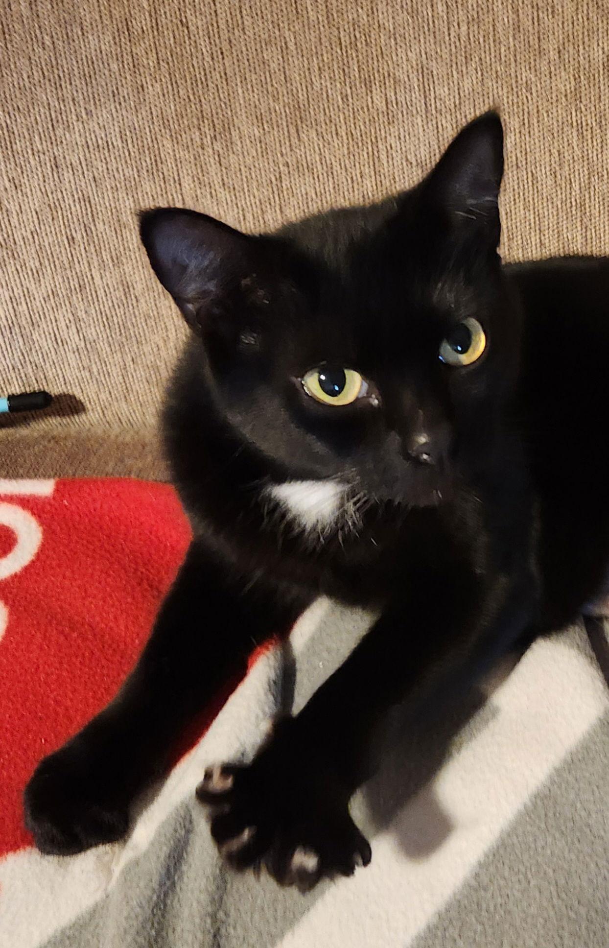 Enlarge KATERINA -, a Adopted Domestic Short Hair in Hillsboro, OR image 2/3