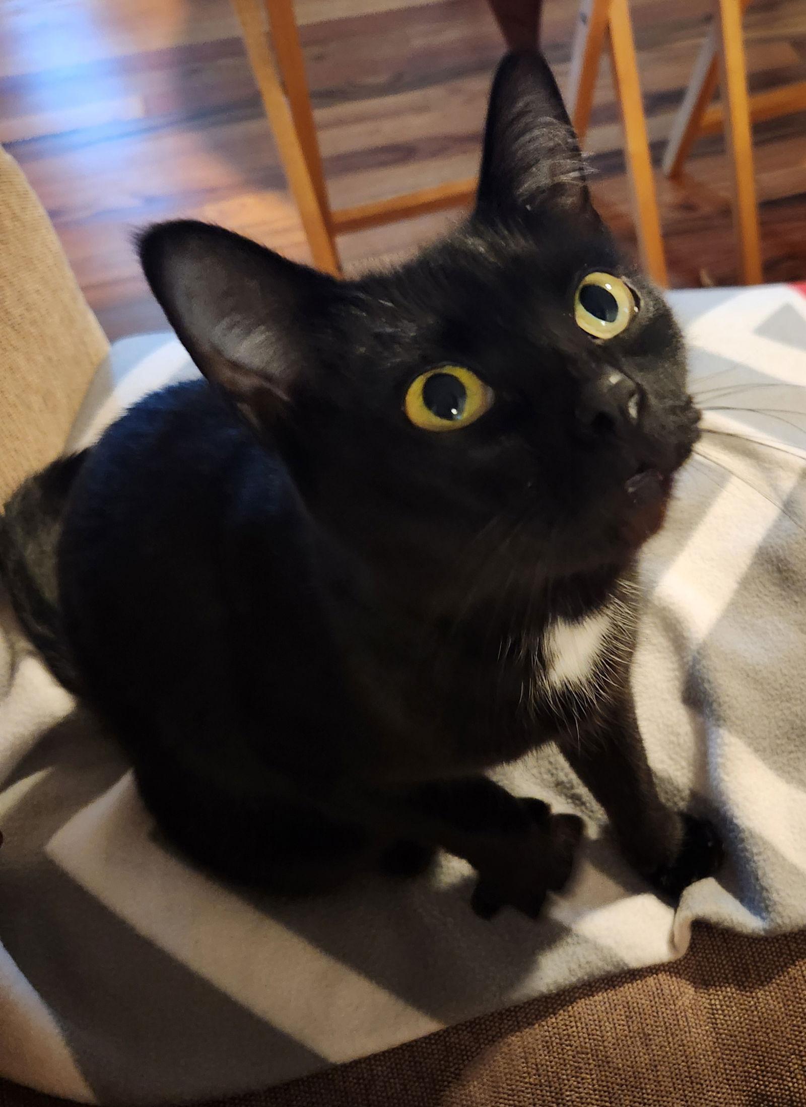 Enlarge KATERINA -, a Adopted Domestic Short Hair in Hillsboro, OR image 3/3