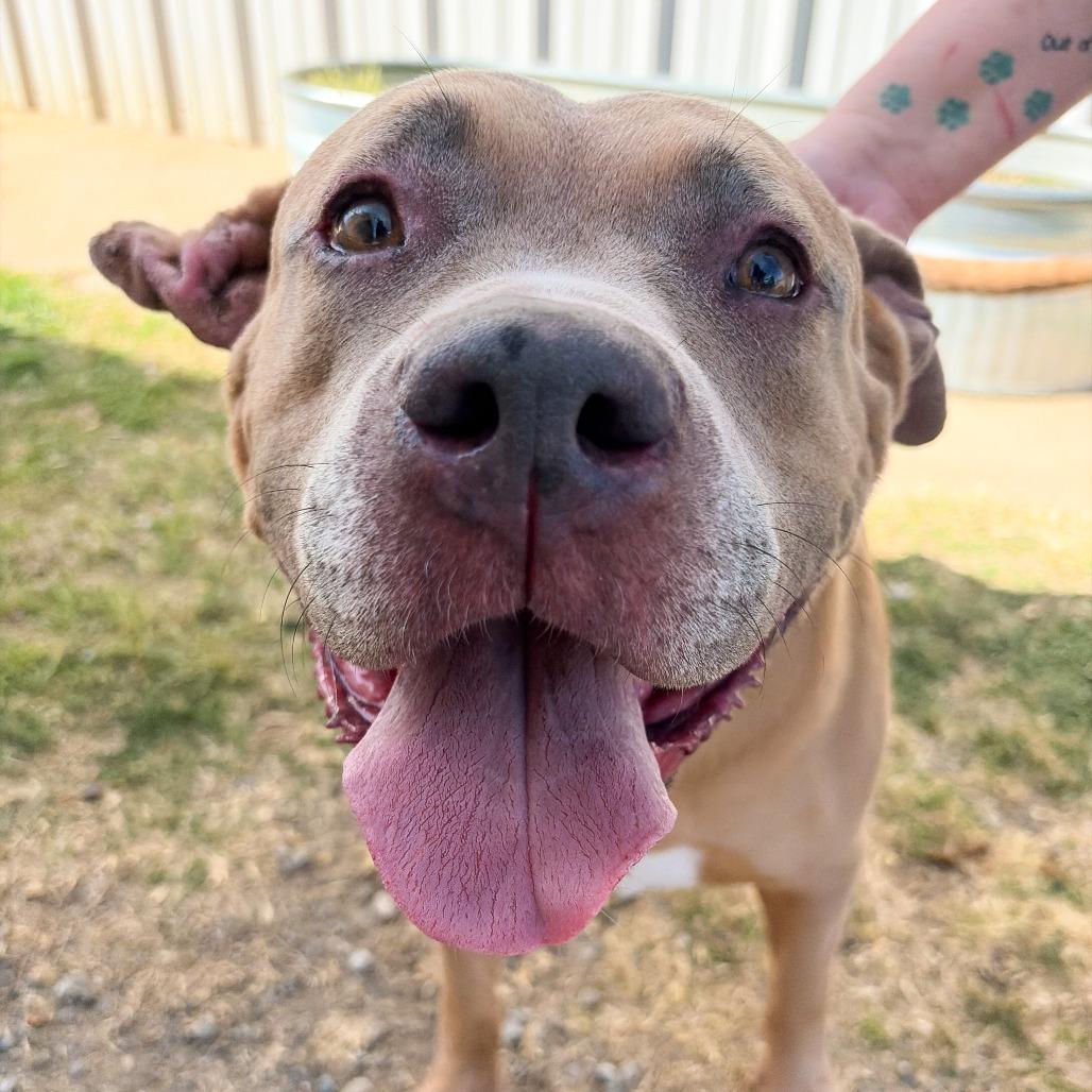 Enlarge Phoenix, a Adoptable mixed breed in Tulsa, OK image 1/1