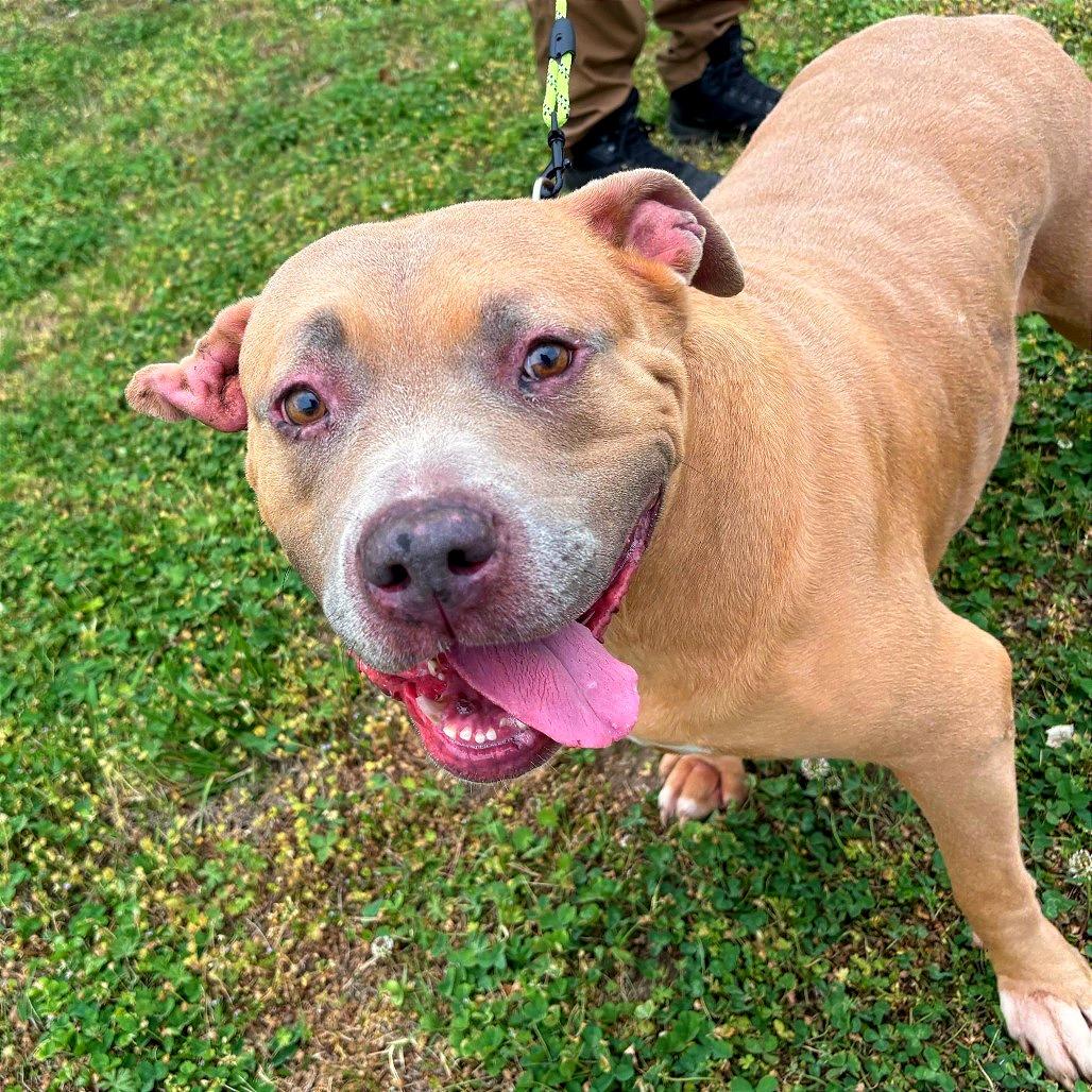 Enlarge Phoenix, a Adoptable mixed breed in Tulsa, OK image 2/3