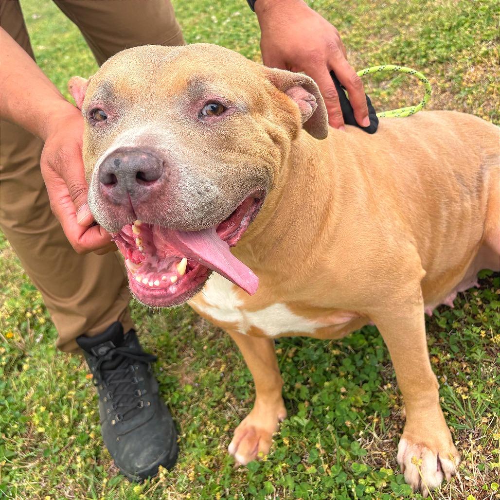 Enlarge Phoenix, a Adoptable mixed breed in Tulsa, OK image 3/3