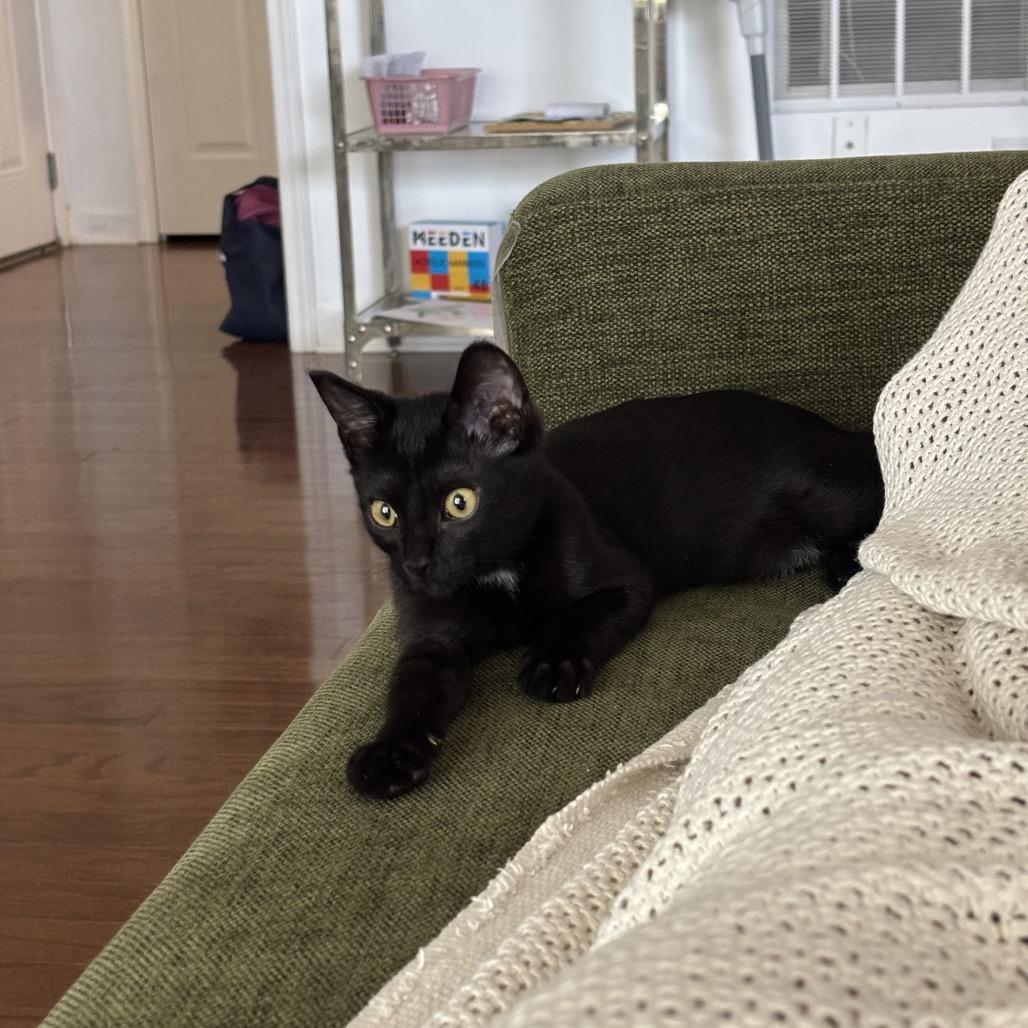 Taylor Swift, Adoptable, Kitten Female Domestic Short Hair.