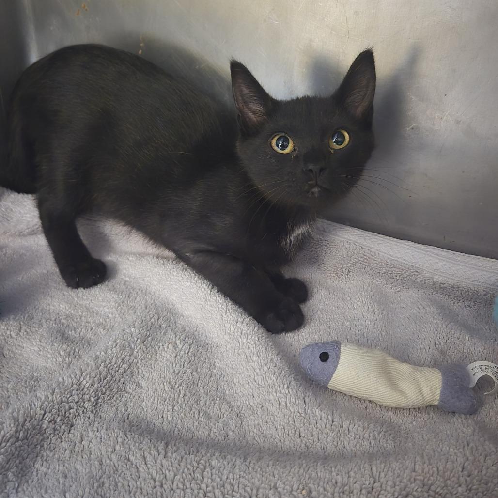 Enlarge Taylor Swift, a Adoptable Domestic Short Hair in Nashville, TN image 2/3