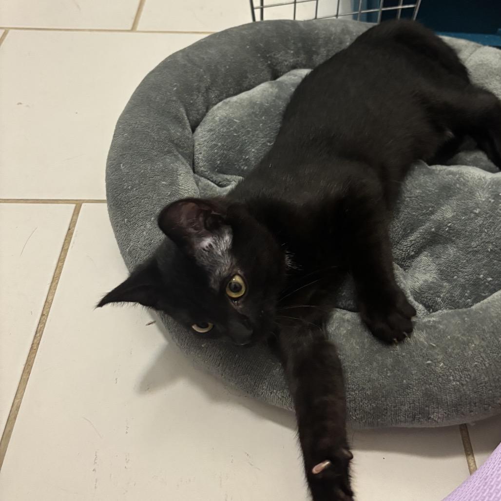 Enlarge Taylor Swift, a Adoptable Domestic Short Hair in Nashville, TN image 3/3