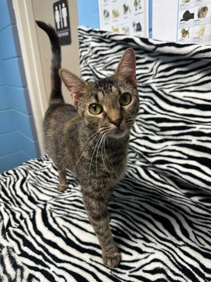 Padmae, Adoptable, Adult Female Domestic Short Hair & Domestic Short Hair.
