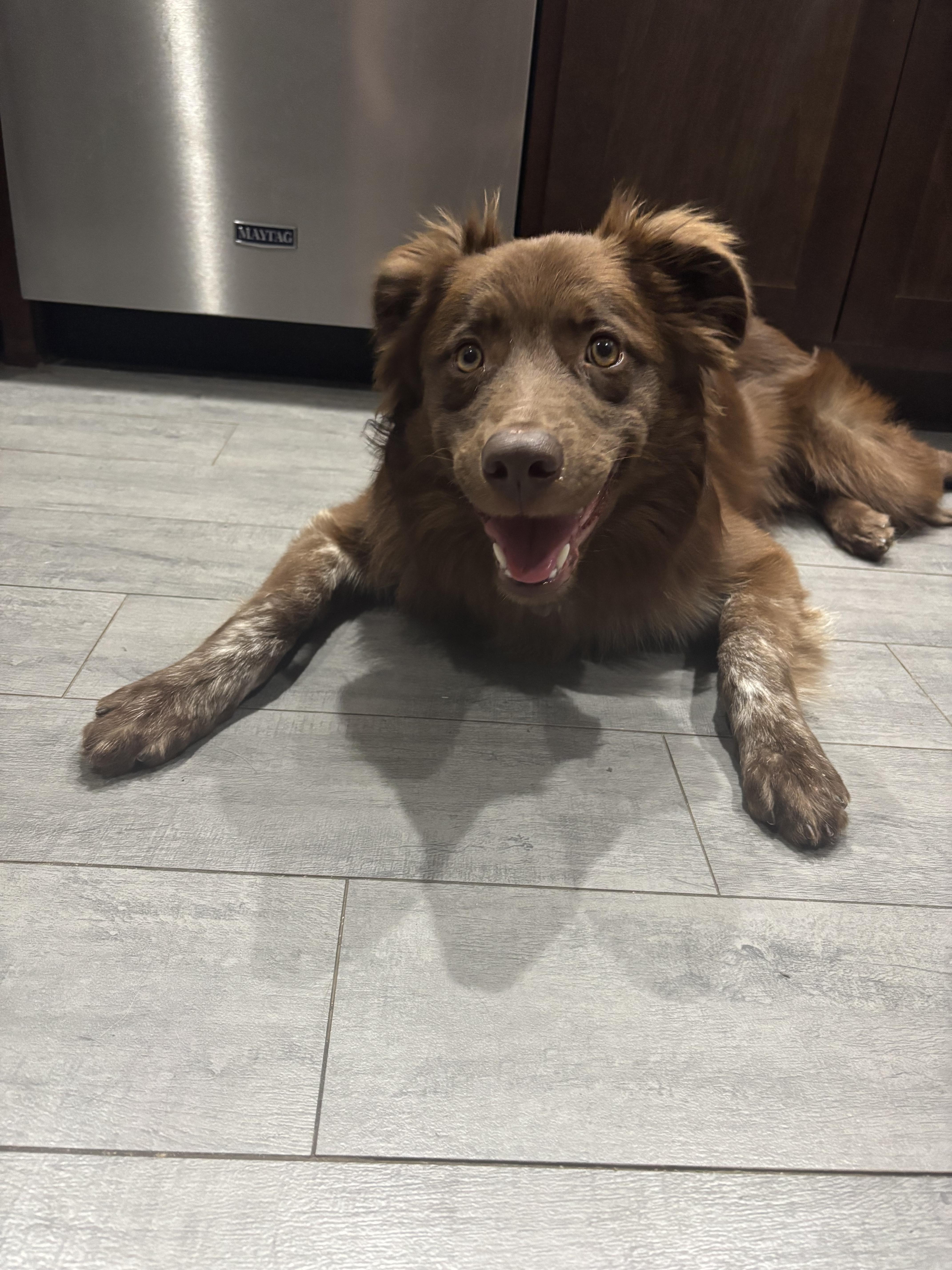 Enlarge Baloo, a Adopted mixed breed in Phoenix, AZ image 1/5