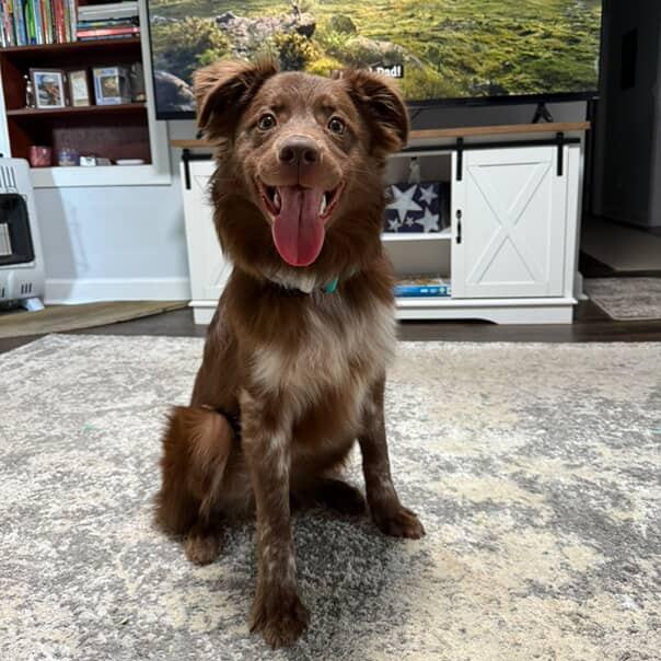 Enlarge Baloo, a Adopted mixed breed in Phoenix, AZ image 3/5