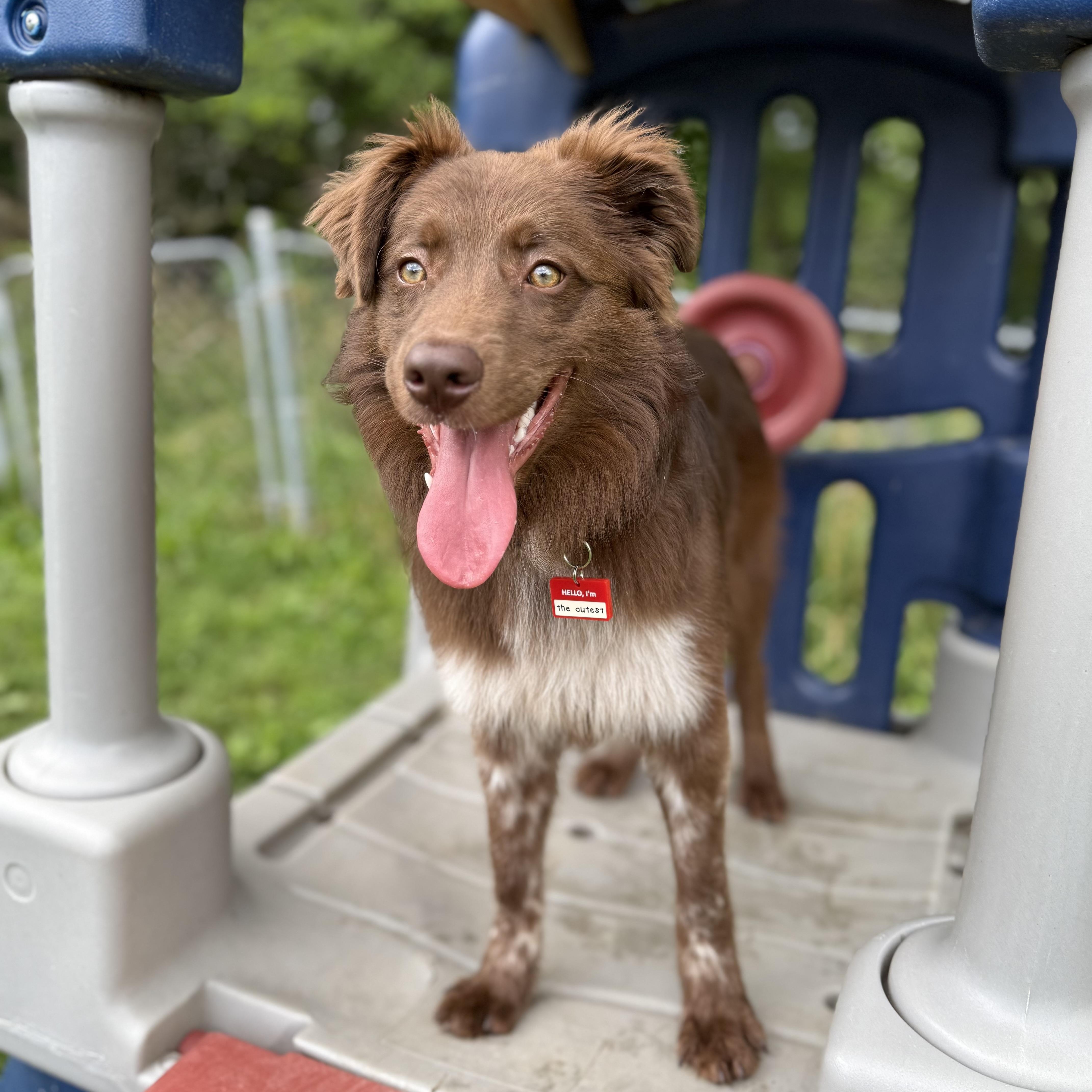 Enlarge Baloo, a Adopted mixed breed in Phoenix, AZ image 2/5
